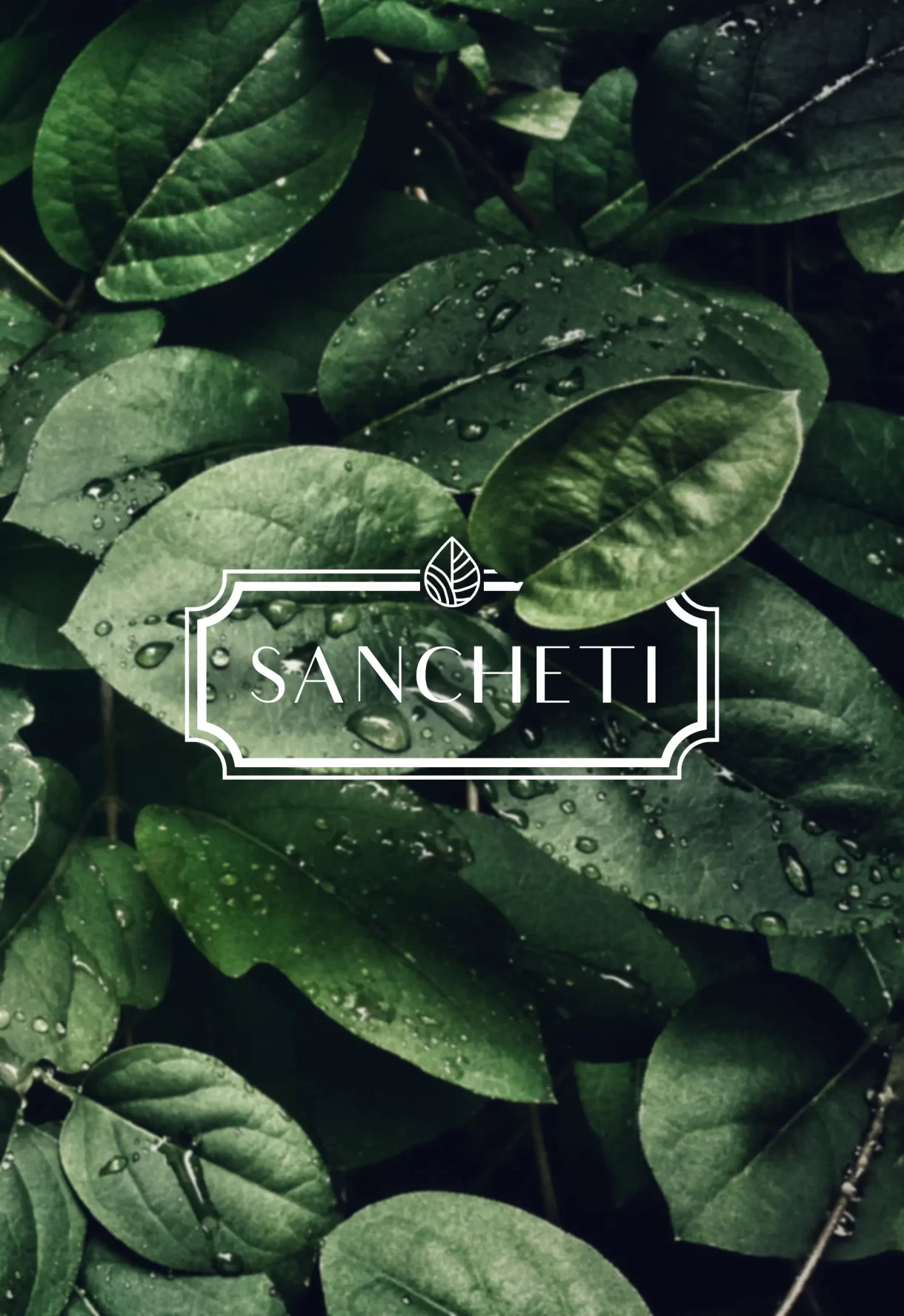 sancheti